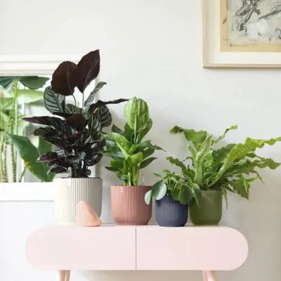 Plastový kvetináč Premium Stripes zelený plastove kvetinace elho plantizia Plantizia.sk