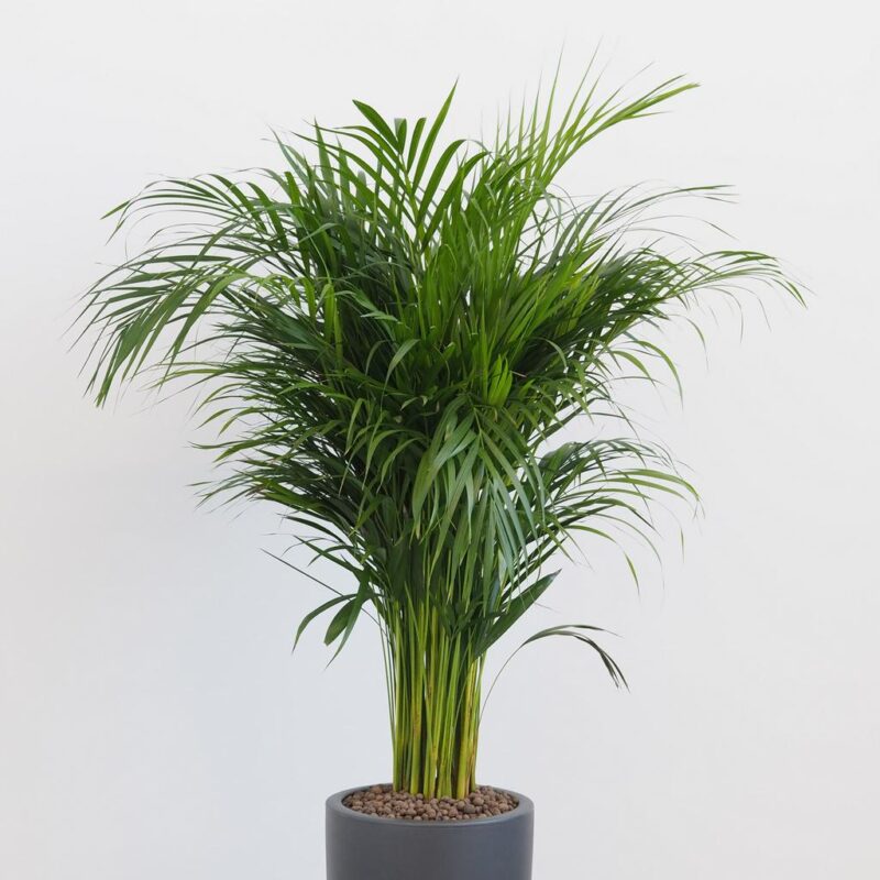 Dypsis lutescens Areca, Areka zlatoplodá, Palma zlatá, Areková palma, Žltá palma, Motýlia palma, Bambusová palma