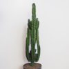 euphorbia trigona velka kaktus 2 plantizia Plantizia.sk