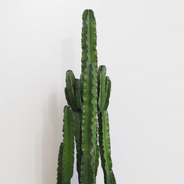euphorbia trigona velka kaktus plantizia Plantizia.sk