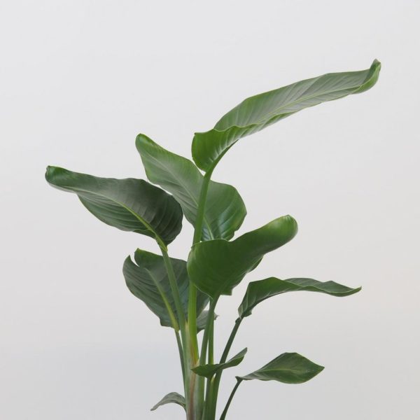 strelitzia nicolai strelicia izbova rastlina na svetle miesto