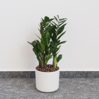 Zamioculcas zamiifolia zamiokulkas nenarocna rastliny do tiena