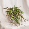 Hoya-wayetii-tricolor-plantizia