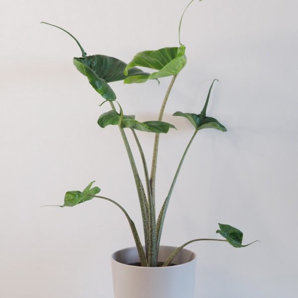 alocasia stingray alokazia netradicna raritna izbova rastlina