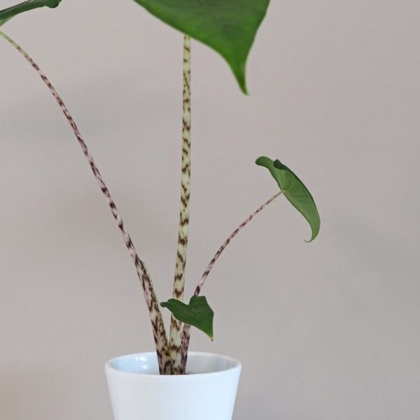 Alocasia Zebrina izbová rastlina alokázia