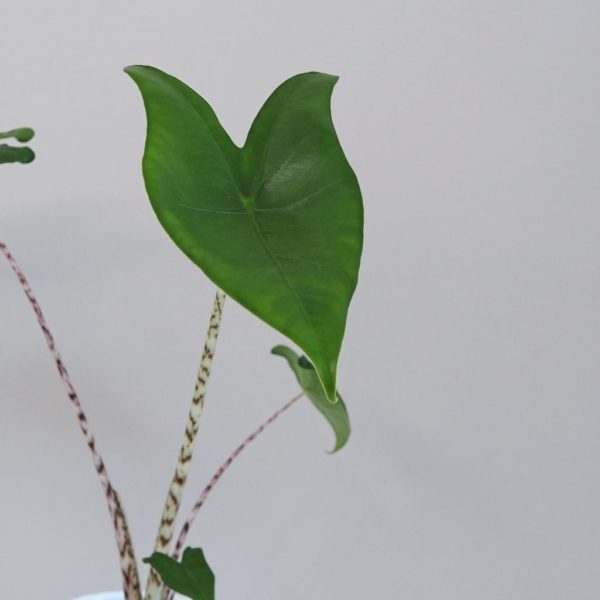 Alocasia Zebrina izbová rastlina alokázia