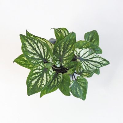 caladium bicolor pliage kaladium izbova rastlina