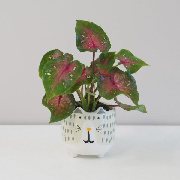 caladium pink beauty mini kaladium ruzova izbova rastlina