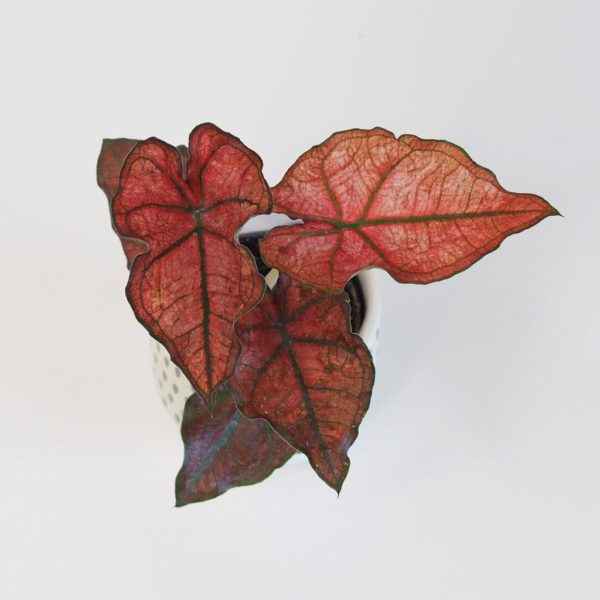 caladium red cervene kaladium izbova rastlina