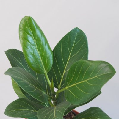 ficus benghalensis audrey fikus izbova rastlina
