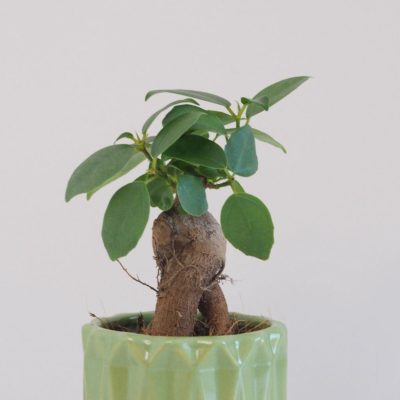 ficus ginseng bonsai fikus bonsaj