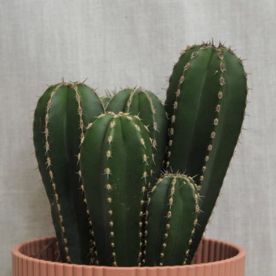 marginatocereus marginatus kaktus