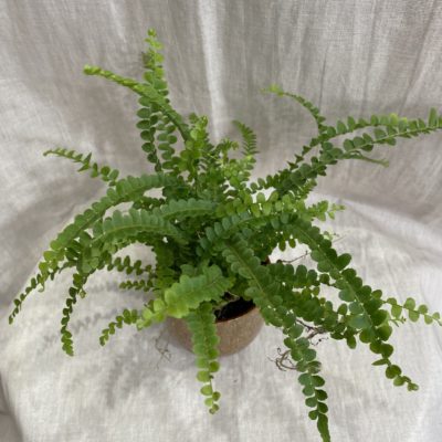 paprad nephrolepis cordifolia duffii mini vlhkomilna rastlina
