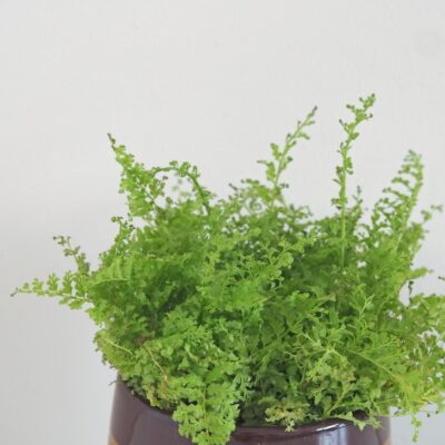 Papraď Nefrolepka vznešená mini paprad, nefrolepka, nefrolepka vznesena, nephrolepis exaltata, rastlina do tiena, kvet do tiena, vlhkomilná rastlina, rastlina do kupelne, izbovka, izbova rastlina, izbovy kvet