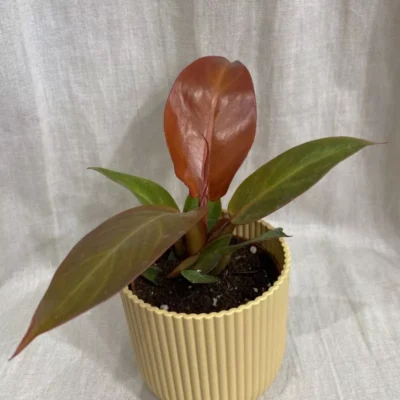 philodendron red sun stredny
