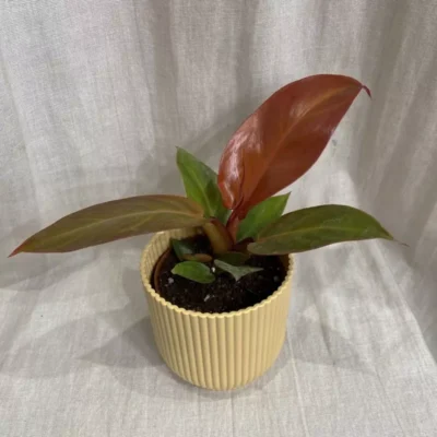 philodendron red sun stredny