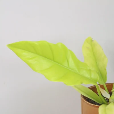 Philodendron ‘Yellow Saw’ philodendron yellow saw