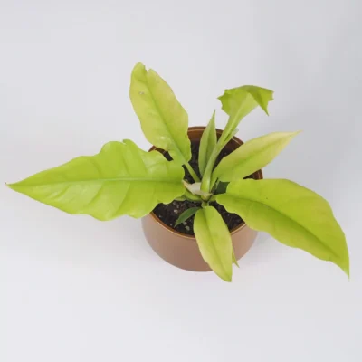 Philodendron ‘Yellow Saw’ philodendron yellow saw
