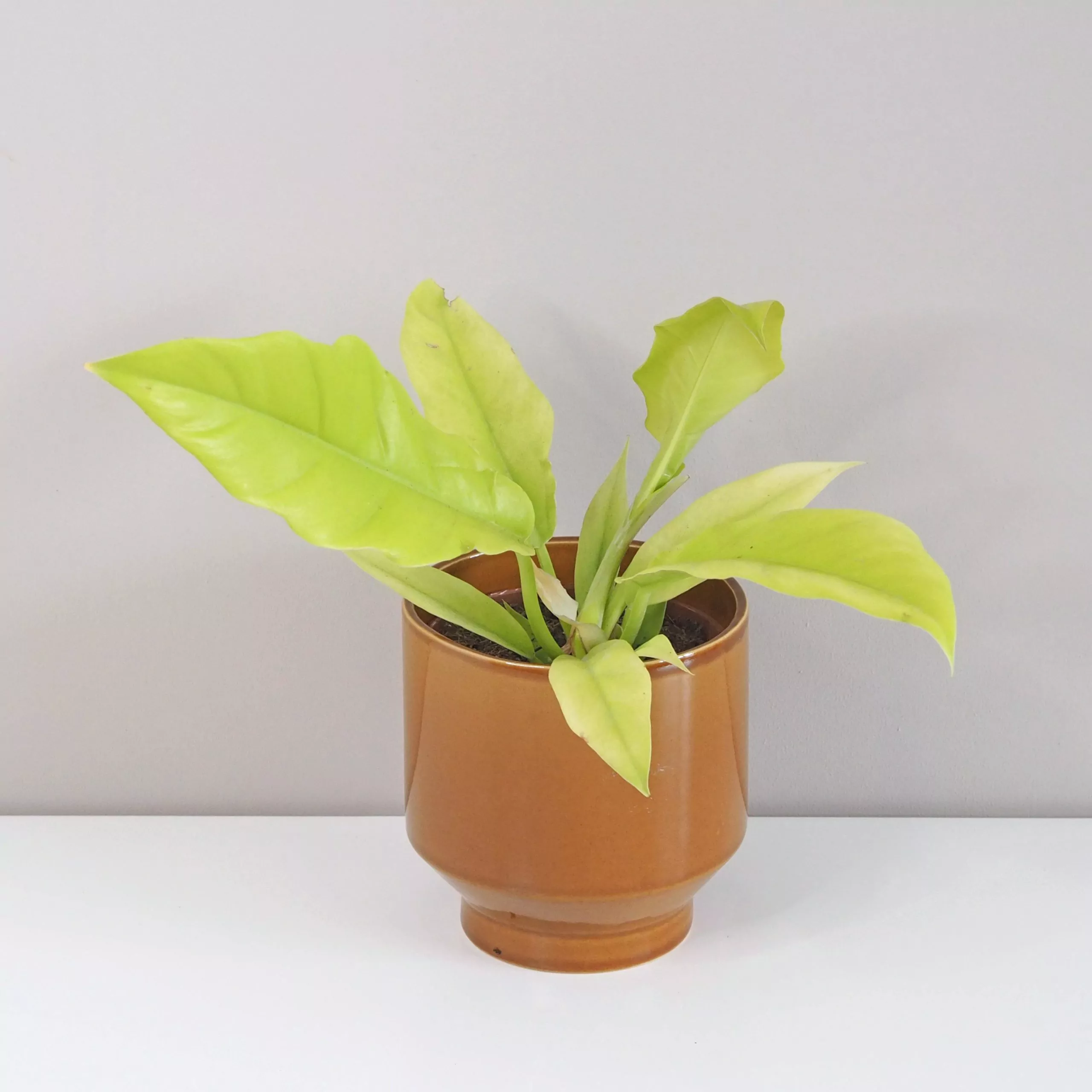 Philodendron ‘Yellow Saw’