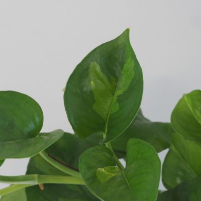 pothos epipremnum global green tahava izbova rastlina