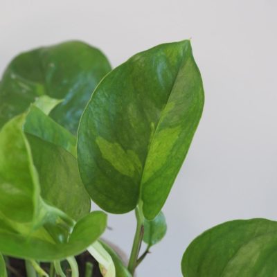 pothos epipremnum global green tahava izbova rastlina