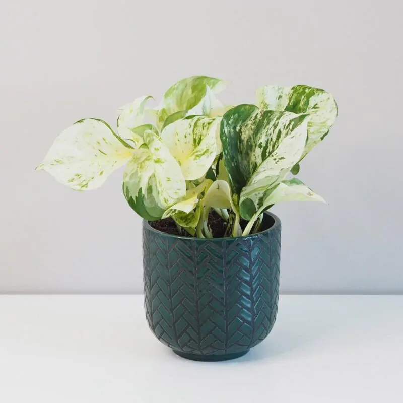 pothos epipremnum happy leaf tahava izbova rastlina plantizia