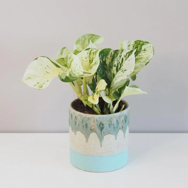 pothos epipremnum happy leaf tahava izbova rastlina plantizia