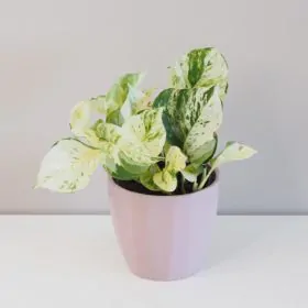Pothos Epipremnum ‘Happy Leaf’
