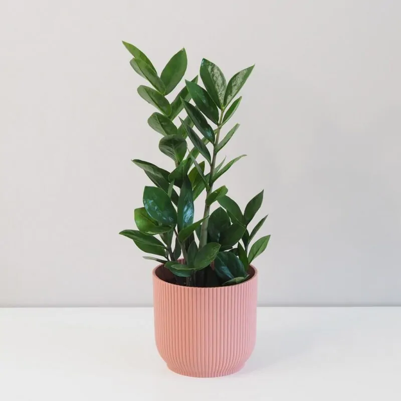 Zamioculcas zamiifolia zamiokulkas nenarocna rastliny do tiena
