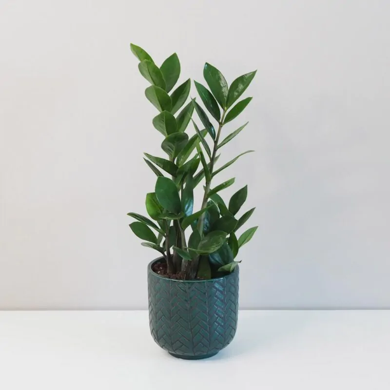 Zamioculcas zamiifolia zamiokulkas nenarocna rastliny do tiena