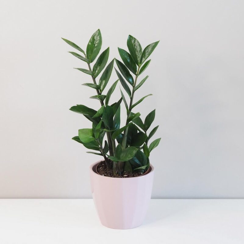 Zamioculcas zamiifolia zamiokulkas nenarocna rastliny do tiena