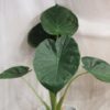 alocasia wentii velka izbova rastlina