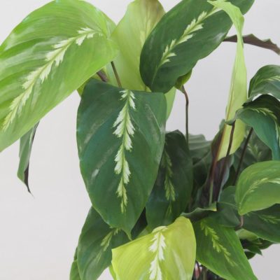calathea maui queen vlhkomilna izbova rastlina