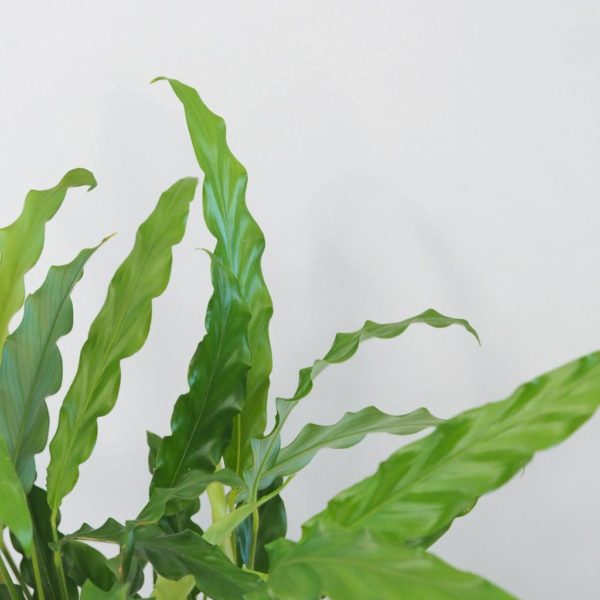 calathea rufibarba green vlhkomilna izbova rastlina