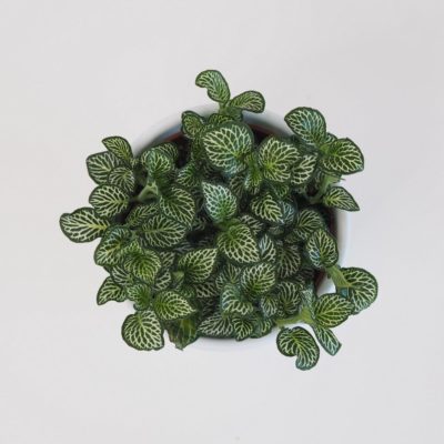 fittonia zelena plantizia