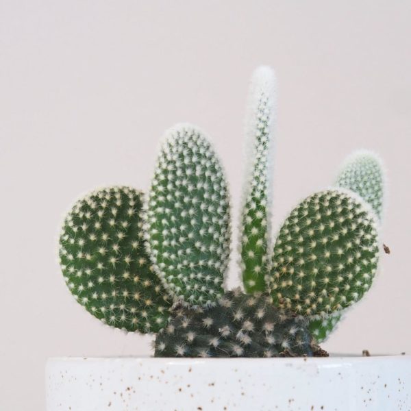 opuntia microdasys albispina kaktus nenarocna izbova rastlina plantizia
