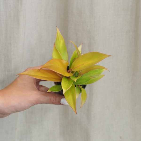 philodendron orange netradicna izbova rastlina plantizia