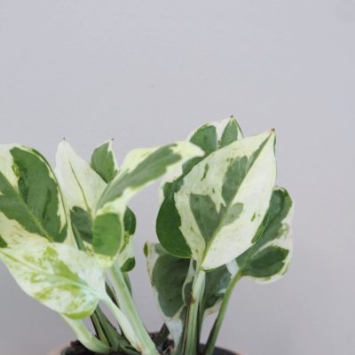 pothos epipremnum white panther tahava panasovana izbova rastlina plantizia