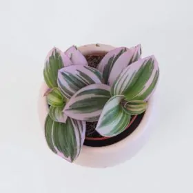 Tradescantia ‘Nanouk’ mini