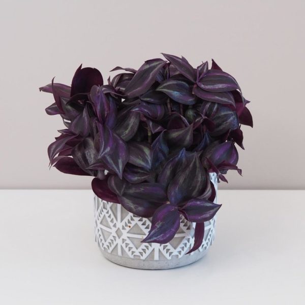 tradescantia zebrina purple tahava fialova izbova rastlina plantizia