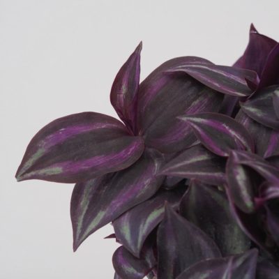 tradescantia zebrina purple tahava fialova izbova rastlina plantizia