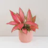 Aglaonema ‘Cherry Baby’ aglaonema cherry baby ruzova izbova rastlina raritna