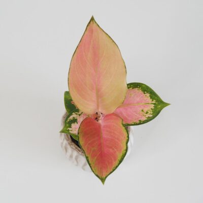 aglaonema china red mini 2 plantizia 1 Plantizia.sk