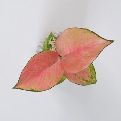 aglaonema china red mini 3 plantizia 1 Plantizia.sk