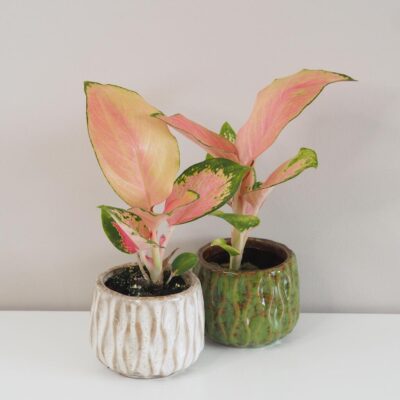 aglaonema china red mini dve plantizia 1 Plantizia.sk