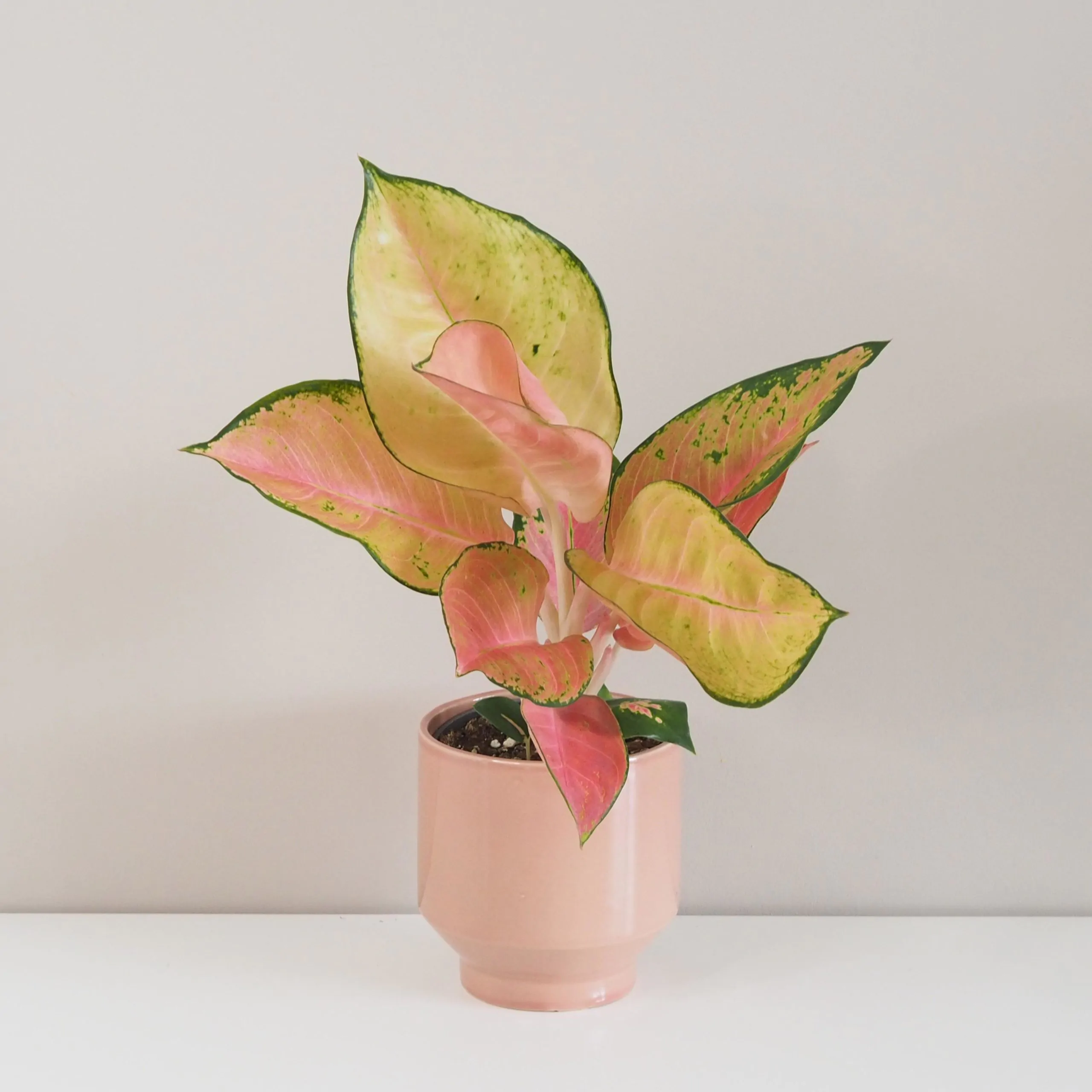 Aglaonema ‘China Red’