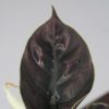 alocasia azlanii alokazia netradicna raritna tmave listy fialova izbova rastlina