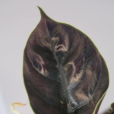Alocasia azlanii alocasia azlanii izbova rastlina fialove listy