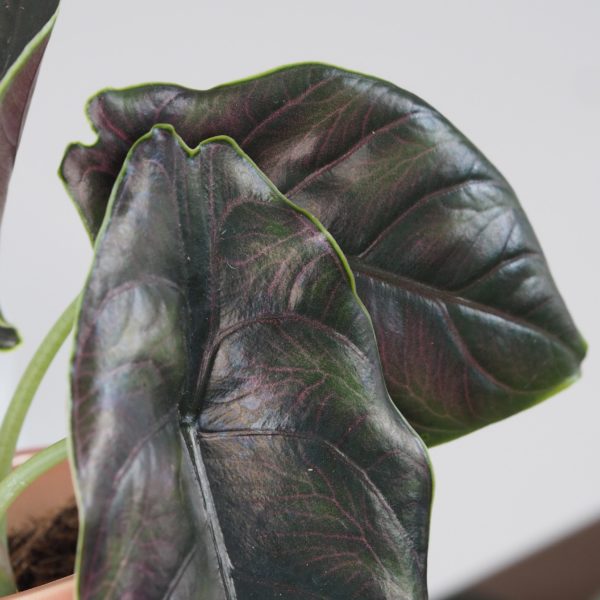 alocasia azlanii alokazia netradicna raritna tmave listy fialova izbova rastlina