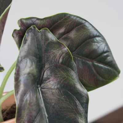 Alocasia azlanii alocasia azlanii izbova rastlina fialove listy